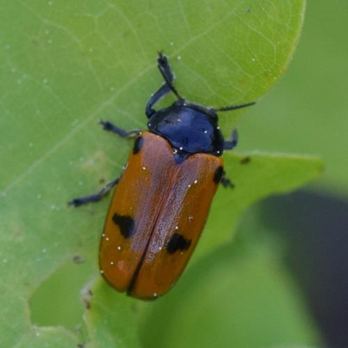 Réf. 271 429 : Clytra quadripunctata